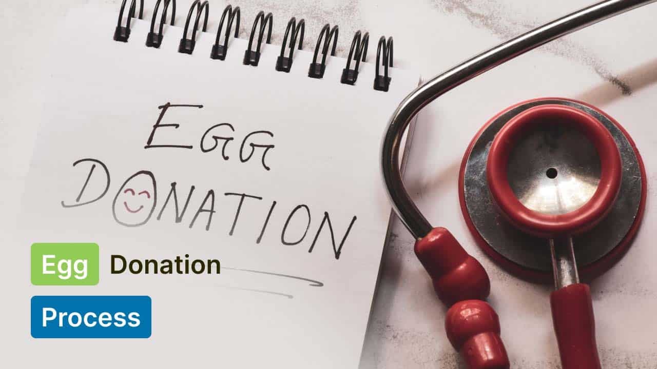 Egg Donation Process