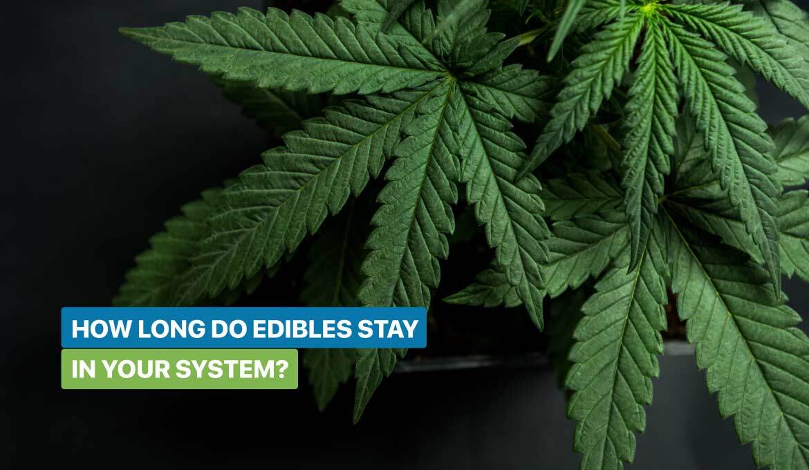 How Long Do Edibles Stay In Your System