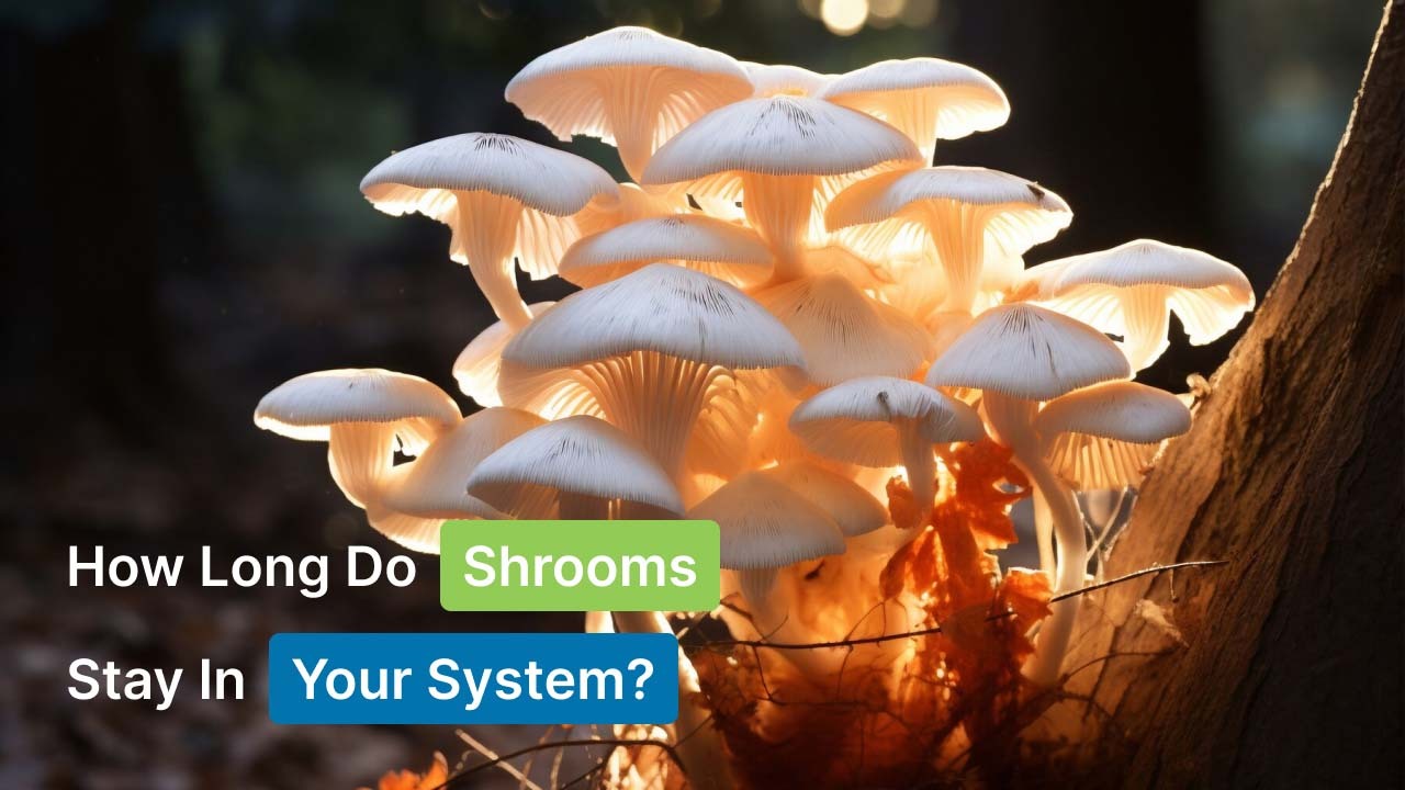 How Long Do Shrooms Stay In Your System